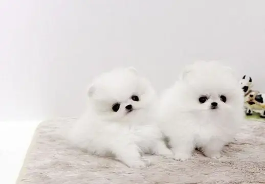 Super knappe prachtige keeshond/pomeriaantjes!! beschikbaar,