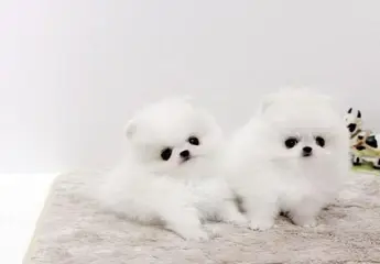 Super knappe prachtige keeshond/pomeriaantjes!! beschikbaar,