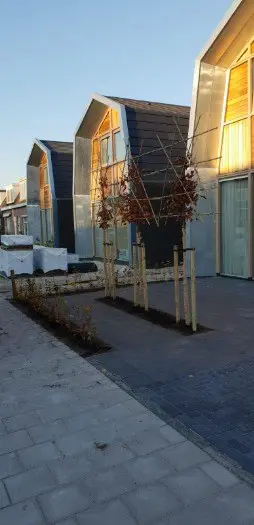 Fagus sylvatica haag kopen