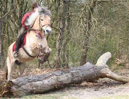 Aangeboden; enthousiaste bijrijdster/verzorgster!