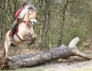 Aangeboden; enthousiaste bijrijdster/verzorgster!