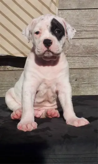 Amerikaanse Bulldog puppen nu 8 weken