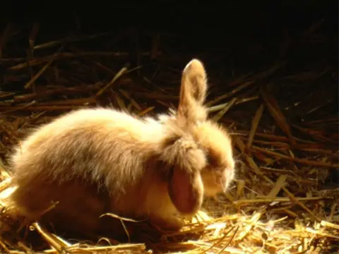 Jonge konijntjes en cavia's