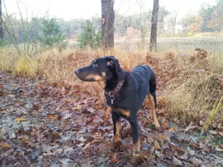 Hondenuitlaatservice LRP Tilburg en omstreken