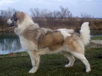 Tornjak puppies for sale