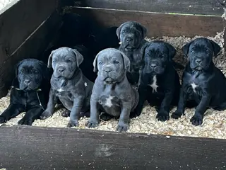 Schattige Cane Corso-puppy's ter adoptie On