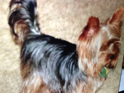 Hond yorkshire terrier