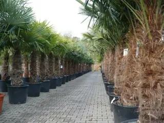 Trachycarpus fortunei palmbomen, Olijfbomen, Vijgenbomen!!!!