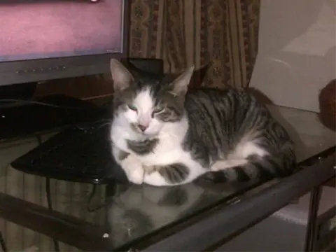 Gratis af te halen 2 katten