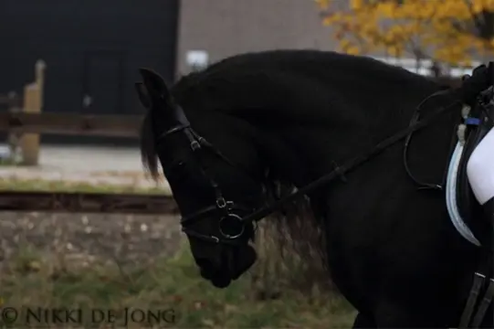 Verzorg/bijrijdpaard gezocht omg. valkenswaard