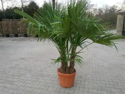 Trachycarpus fortunei palmboom / palmbomen te koop!!