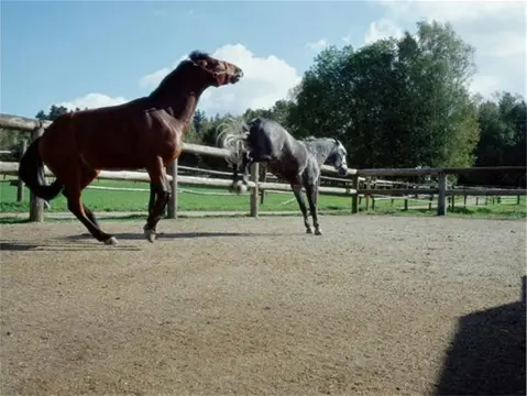 Verhardingsrooster kunststof, 4 cm hoog (prijs per m2)