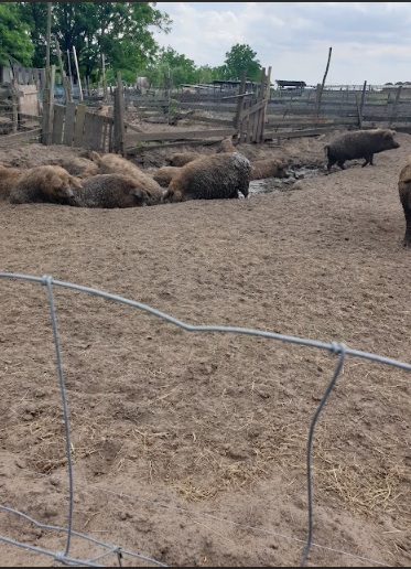 Ter overname een goed lopende veehouderij met potentie!
