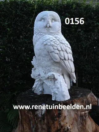 Witte Steen Uil op stam. nr 0156.