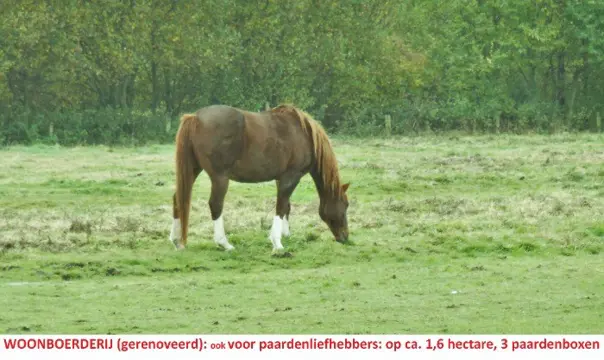 Woonboerderij, 1,6 hectare, 3 paardenboxen, 2 wooneenheden