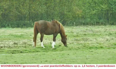 Woonboerderij, 1,6 hectare, 3 paardenboxen, 2 wooneenheden