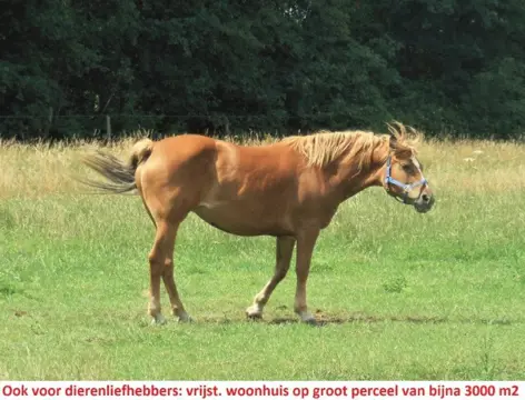 Dierenliefhebbers, vrijst. woning met weide