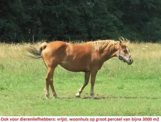 Dierenliefhebbers, vrijst. woning met weide