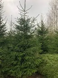 Kerstboom nordmann vanaf oktober