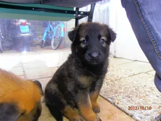 Mechelse herder pup