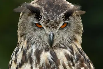 Afvallen met een tegenslagendieet.