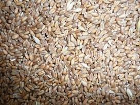 Tarwe en gerst te koop bij Meedhuizen (bij Delfzijl)