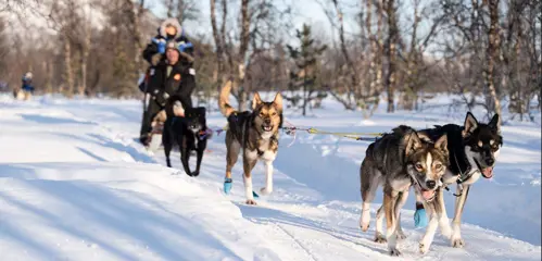 Tromsø Huskysafari Fun & Easy Breivikeidet