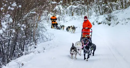 Tromsø Huskysafari bij Camp Tamok voor gevorderden