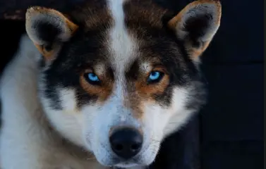 Tromsø Huskysafari avontuur bij Tamokhuset