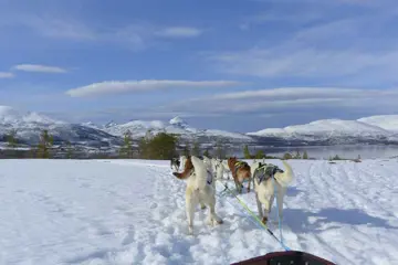 7B Huskysafari in Winter Wonderland (1dec - 30apr)