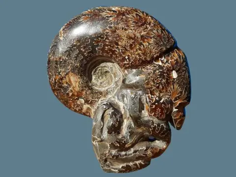 Ammoniet - sculptuur met gebeeldhouwde tentakels - 14×11×5