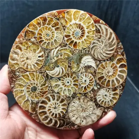 Ammonietfossiel Cleoniceras sp. - 112×112×6 mm