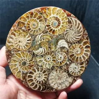 Ammonietfossiel Cleoniceras sp. - 112×112×6 mm