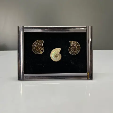 Ammoniet - Drie gepolijste ammonietfossielen met lijst -