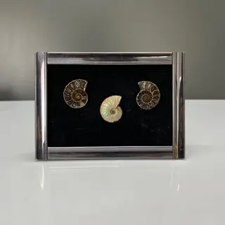 Ammoniet - Drie gepolijste ammonietfossielen met lijst -