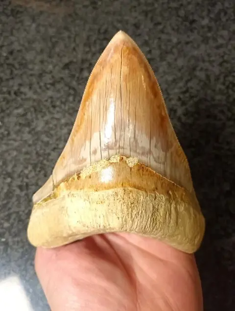 Megalodon - Tand - 140×112×36 mm