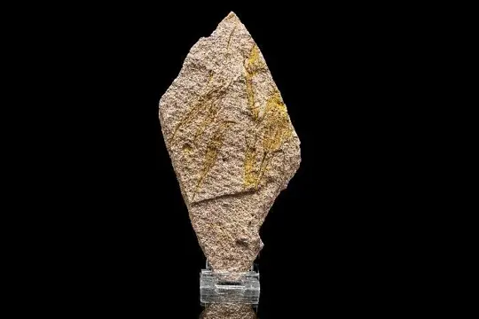 Extreem zeldzaam - Zeer mooie monsters van Ascocystites -