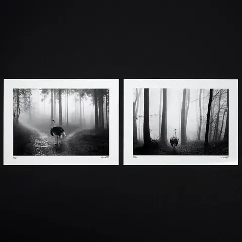 Frank Machalowski - tierwald#6 &amp; tierwald#14