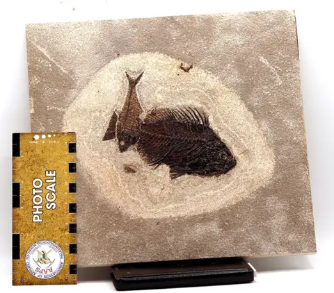 Fossiele vis - Natuurlijk dubbel - Extra groot - Verhoogde