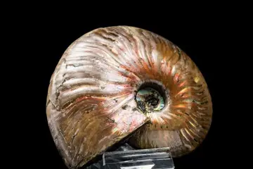 Ammoniet - Iriserende schelp - rode opaal - Cleoniceras sp.