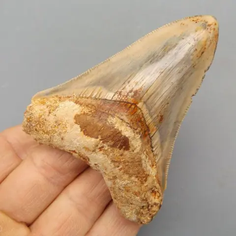 Megalodon Shark - Tooth - Carcharocles megalodon - 84×64×17