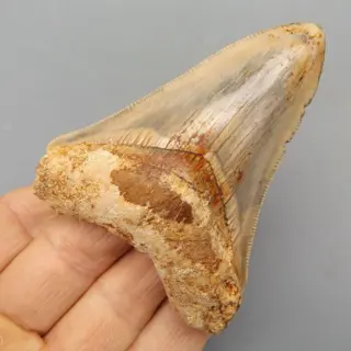 Megalodon Shark - Tooth - Carcharocles megalodon - 84×64×17