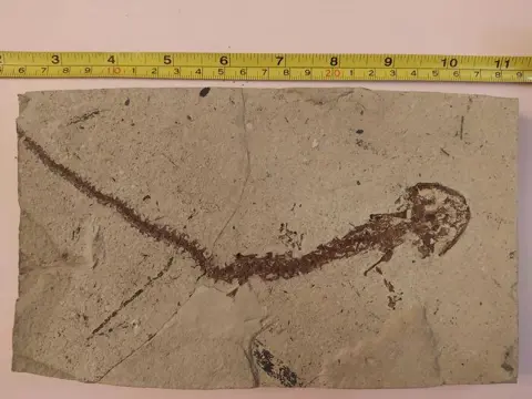 Salamander - Gearticuleerd skelet - Cheolotriton - 21×12×2