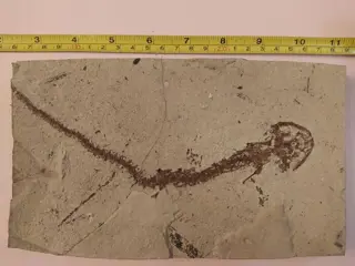 Salamander - Gearticuleerd skelet - Cheolotriton - 21×12×2