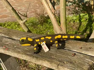 Steiff - Salamander - 1990-1999 - Duitsland