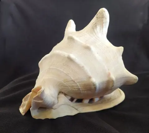 Gehoornde helm - Schelp - Cassis cornuta - 14×16×20 cm