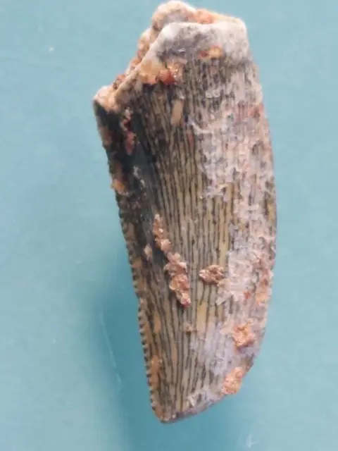 Tand van dinosaurus Abelisaurus - Tand - Abelisaurus24 mm -