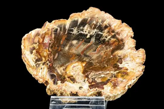 Fossiel hout - Xylode opaal - 93×73×14 mm