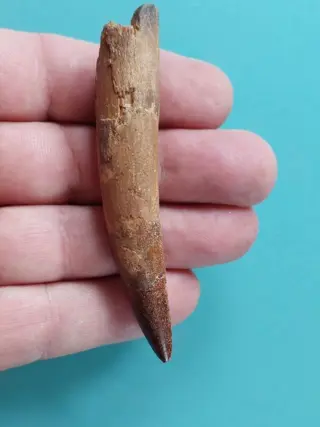 Mooie, zeer grote, perfect bewaard gebleven 88 mm