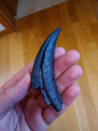 Zeer zeldzame fossiele klauw - Suchomimus Tenerensis 9,5 cm